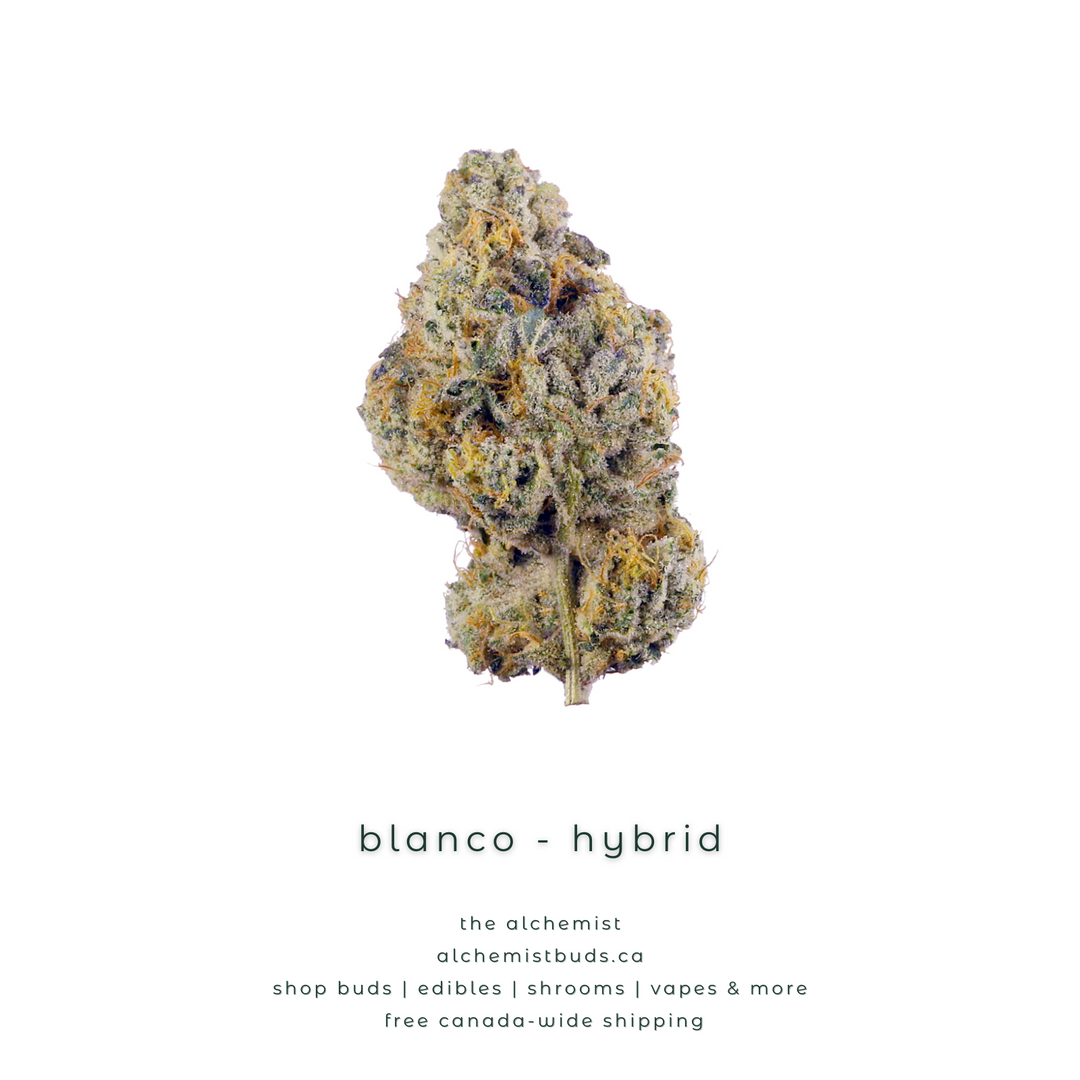AAAA | BLANCO - HYBRID