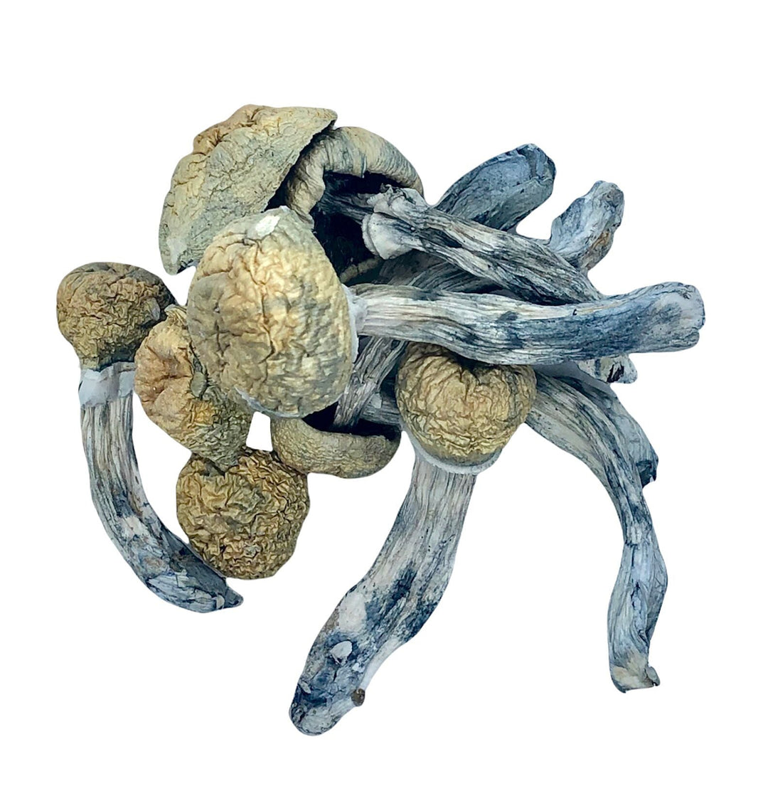 DRY SHROOMS | CAMBODIAN GOLD CUBENSIS