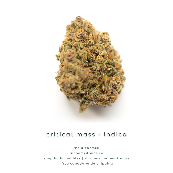 AAAA | CRITICAL MASS - INDICA