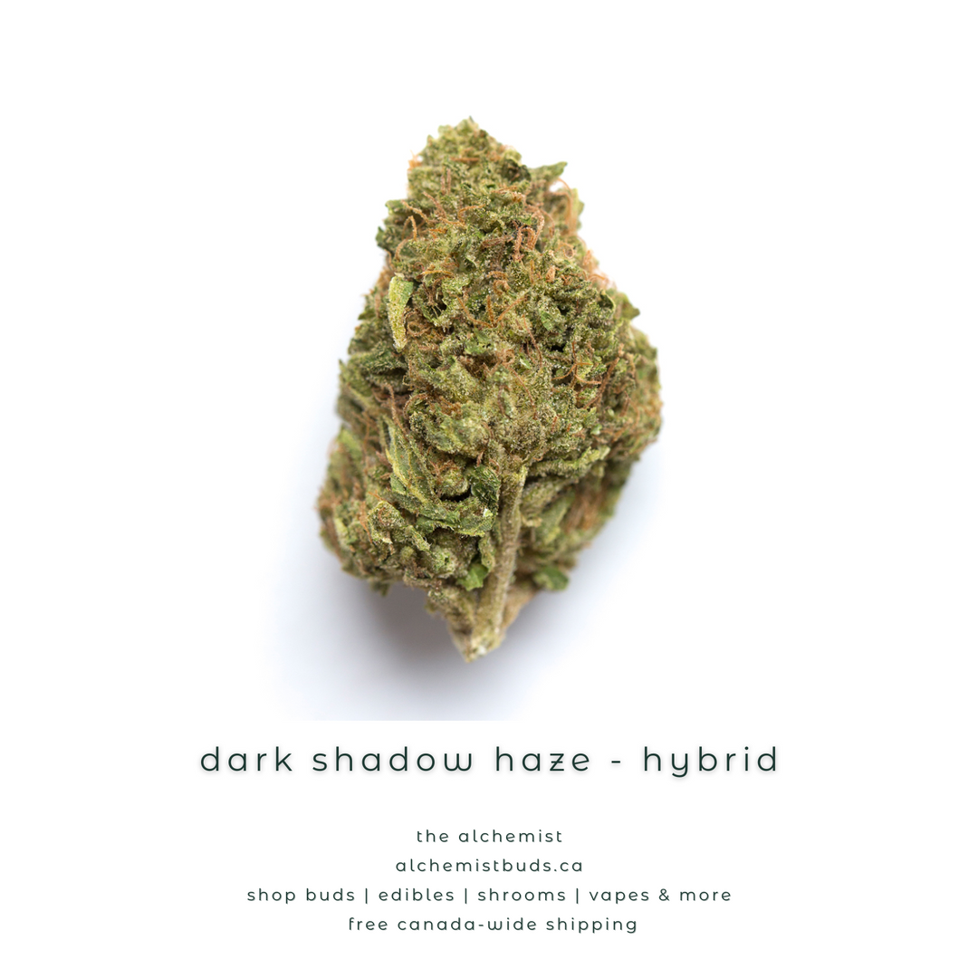 AAAA | DARK SHADOW HAZE - HYBRID