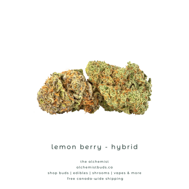 AAAA | LEMON BERRY - HYBRID