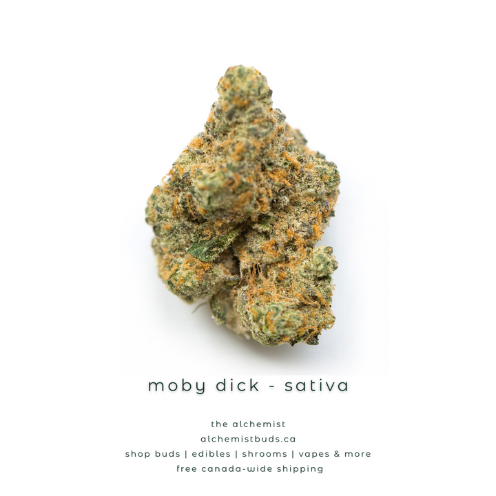 AAAA | MOBY DICK - SATIVA
