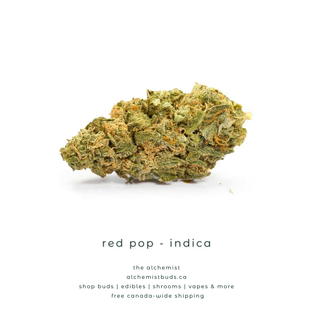 AAAA | RED POP - INDICA