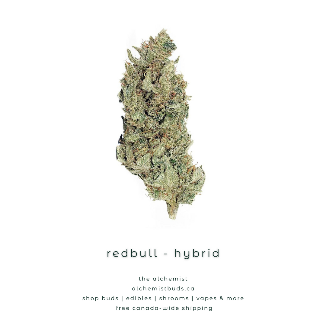 AAAA | REDBULL- HYBRID